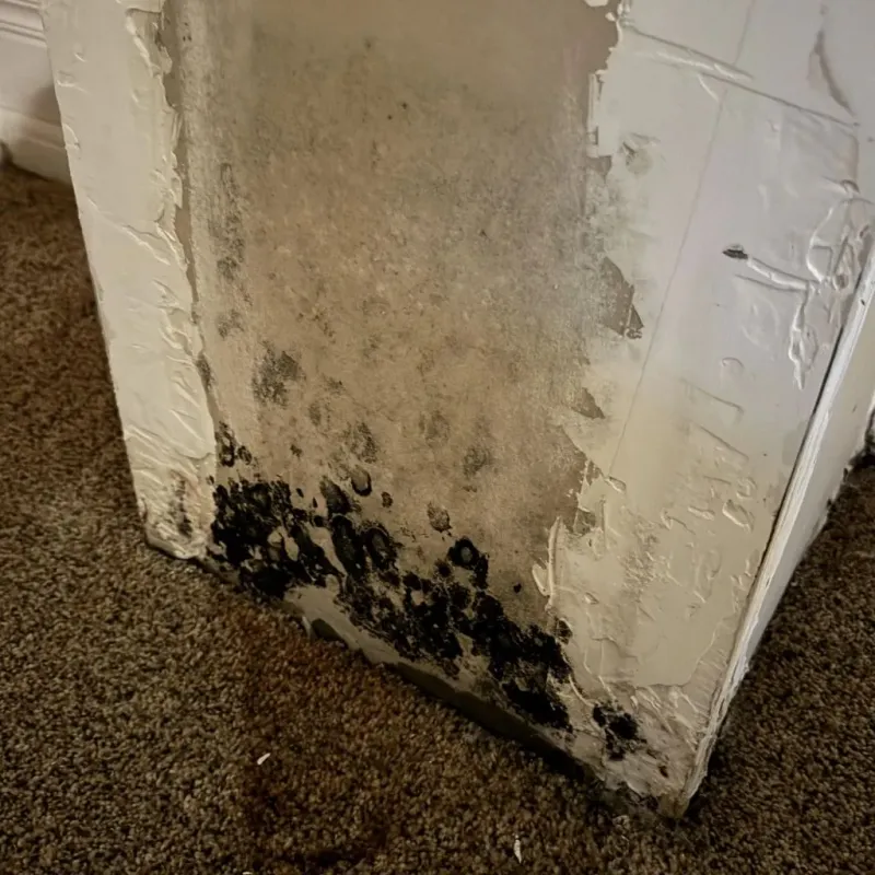 Professional Mold Removal in Real County, TX